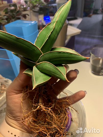 Сансевьерия самурай