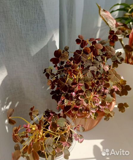 Оксалис Sunset Velvet