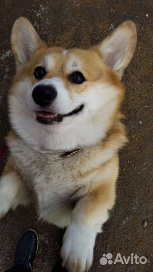 Передержка домашних животных/выгул собак