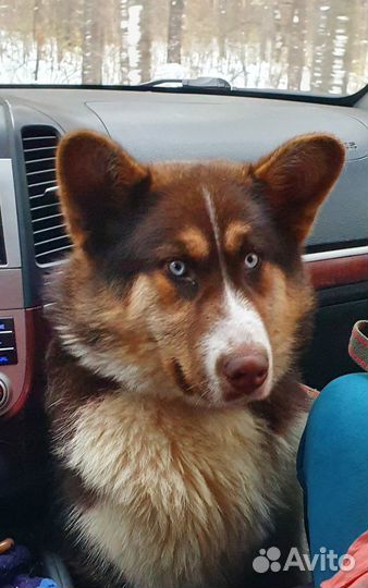 Вязка кобель