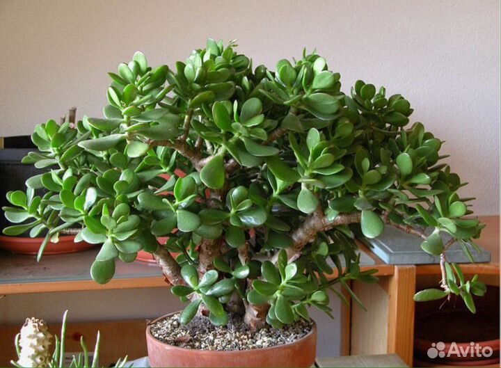 Толстянка Крассула или Денежное дерево