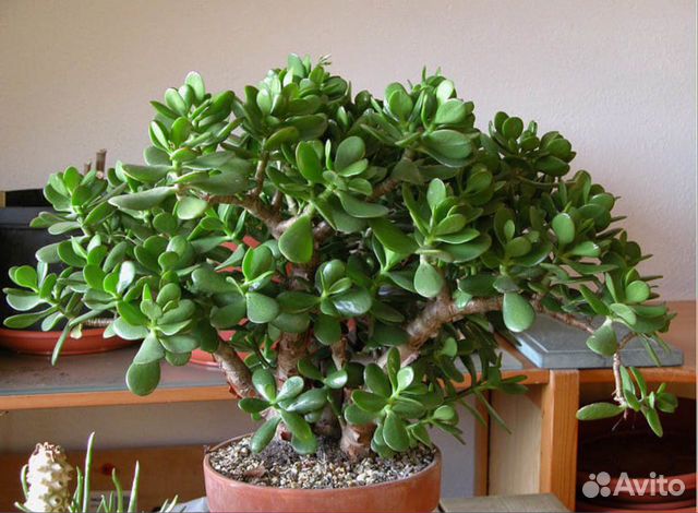 Толстянка Крассула или Денежное дерево