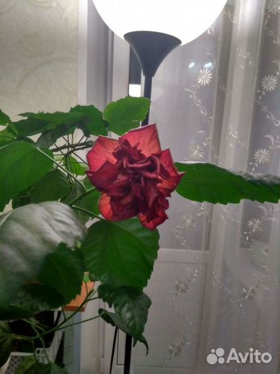 Китайская роза