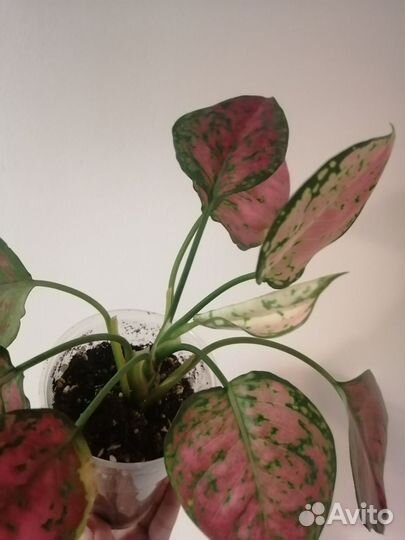 Аглаонема, фиттонии, эпипремнум