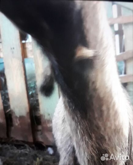 Коза дойная