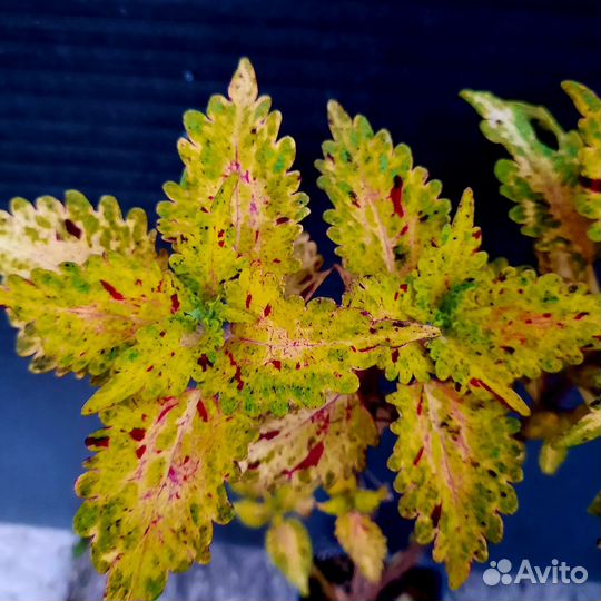 Колеусы, часть 3