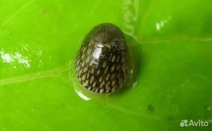 Теодоксус улитка