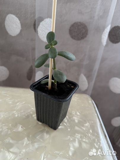 Денежное дерево