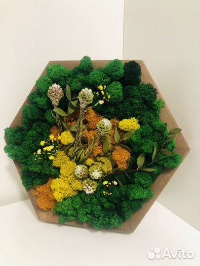 Сота со мхом