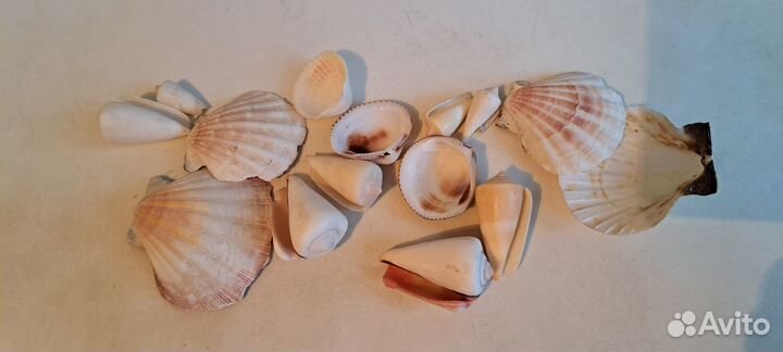 Ракушки в аквариум