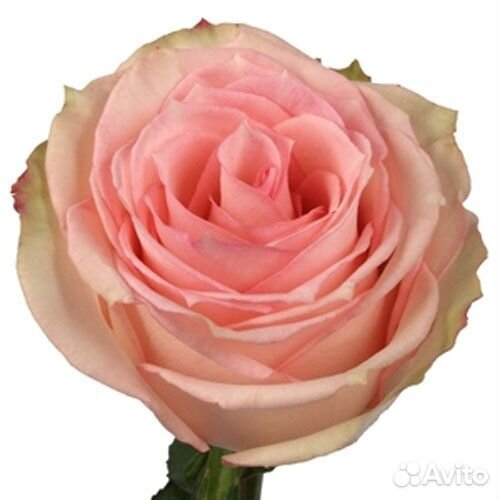 Роза Esperance 80 см