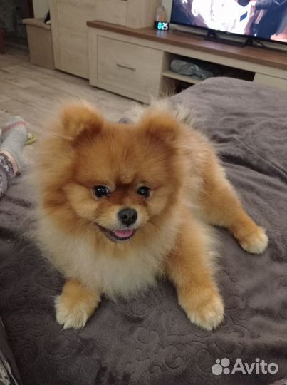 Немецкий шпиц вязка