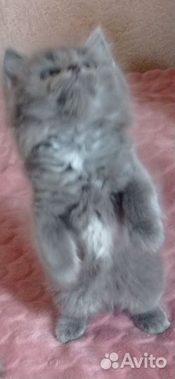 Кошка (котенок)