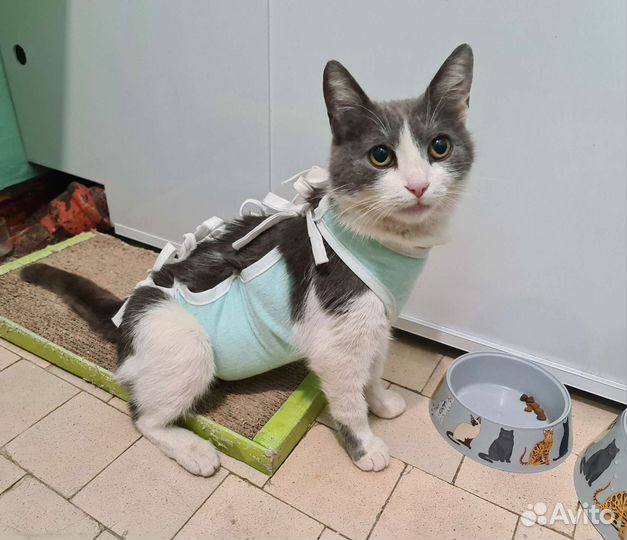 Стерилизованная кошка Фима. Самая обычная