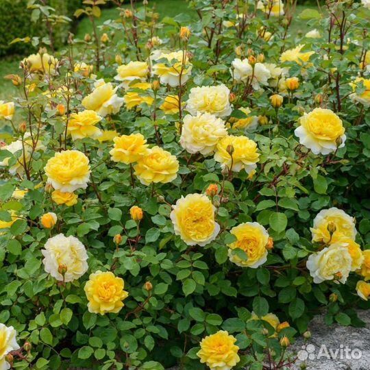 Роза шраб английская Зе Поэтс Вайф