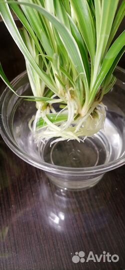 Хлорофитум