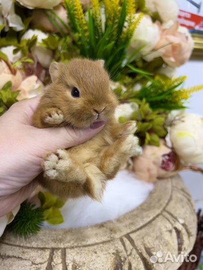 Карликовый кролик