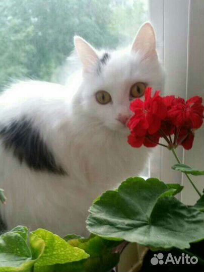 Белая пушистая кошка
