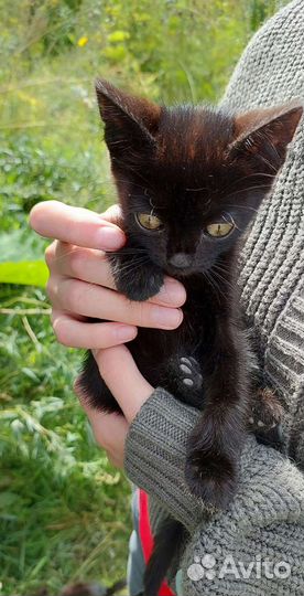 Котята в добрые руки бесплатно кошка кот котики