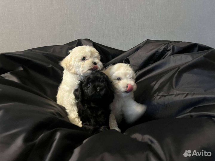 Щенки той-пудель