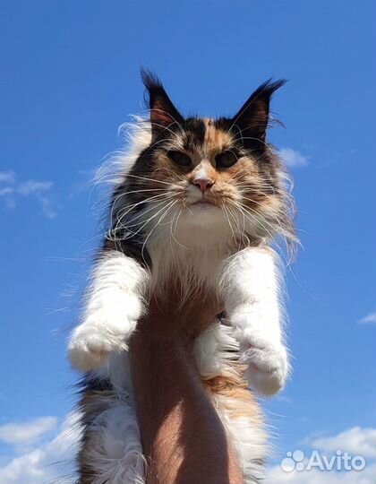 Кошечка Мейн кун