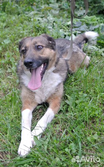 Собаки в самые добрые руки