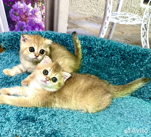 Котята золотые шиншиллы