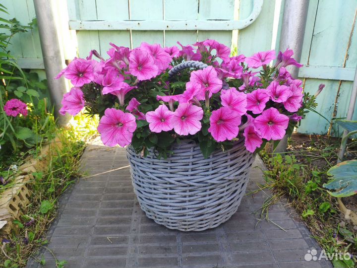 Петуния в кашпо