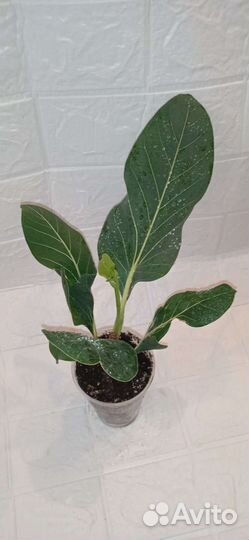 Фикусы редкие сорта