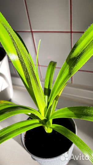 Пальма панданус комнатный цветок