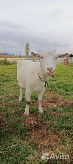 Коза дойная