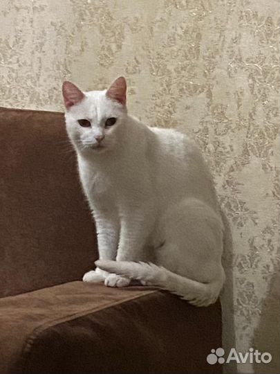 Белая кошка, сирота