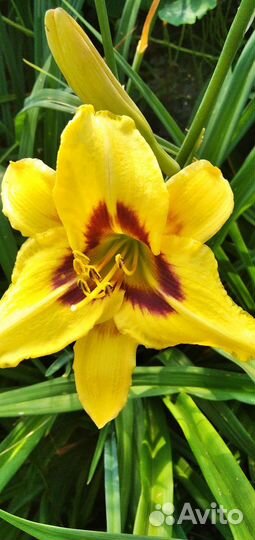 Лилейники сортовые