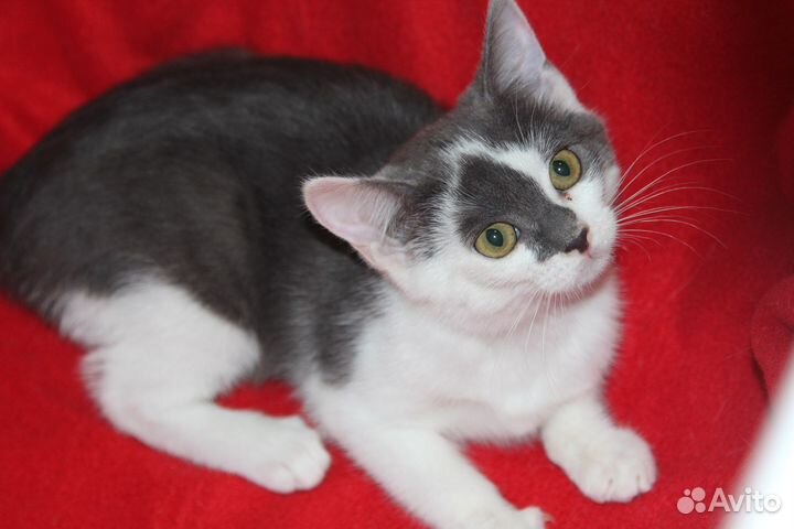 Котенку негде жить