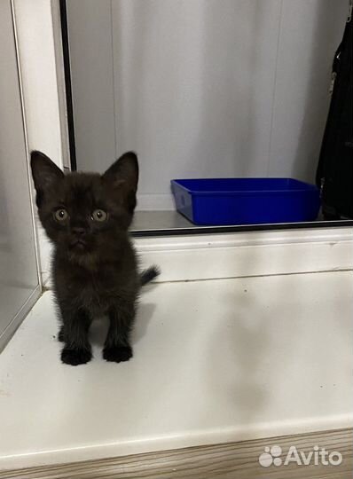 Котята бесплатно