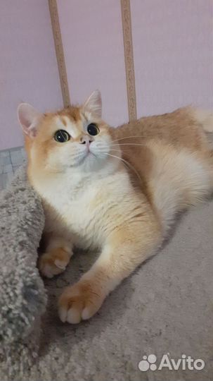 Котик ласковый енотик