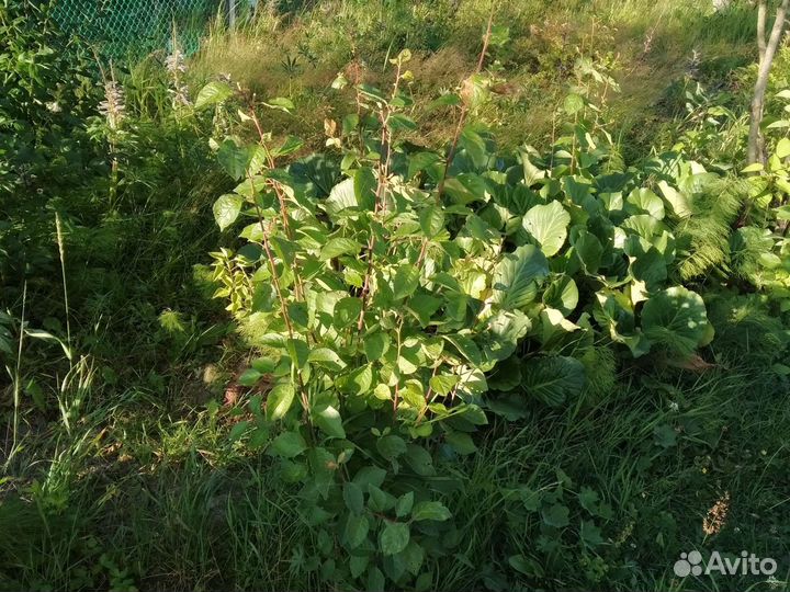 Цветы для дачи бесплатно