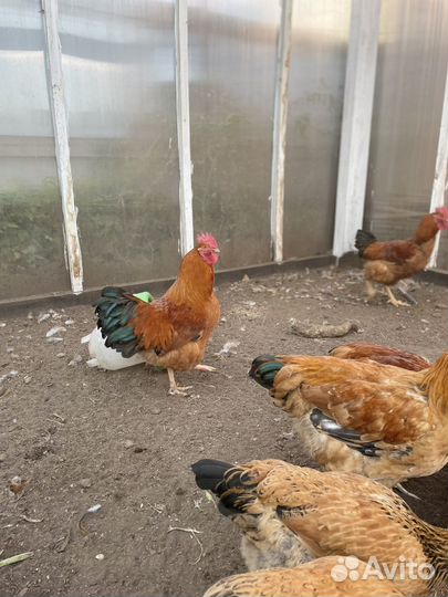 Петух кучинский