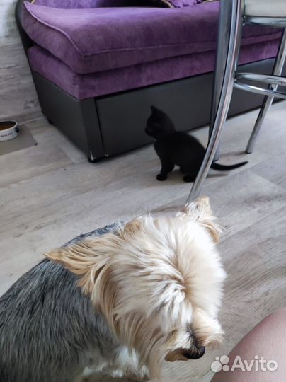 Мальчик ищет дом