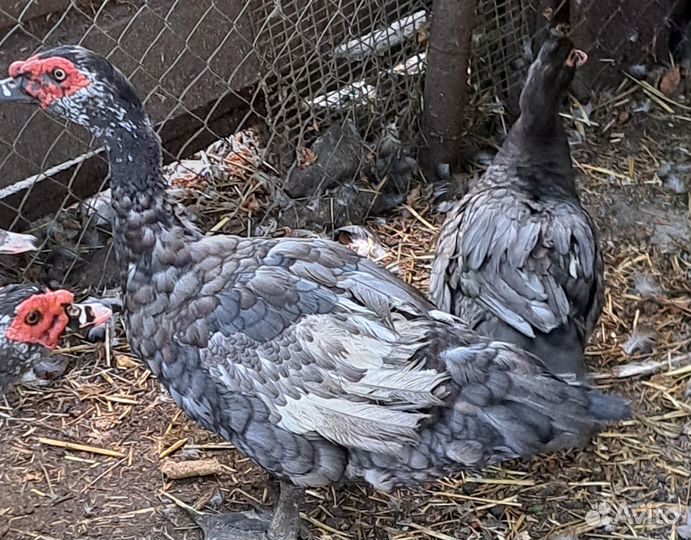 Утята тяжёлой линии