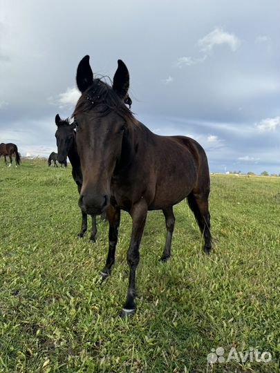 Кобыла поникласс