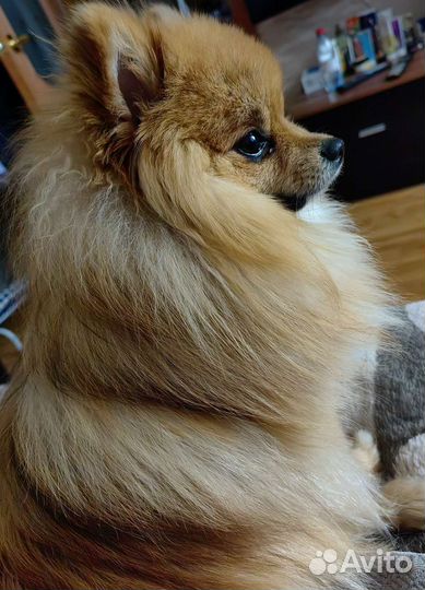 Померанский шпиц