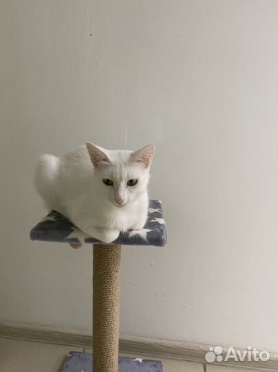 Кошка в дар бесплатно