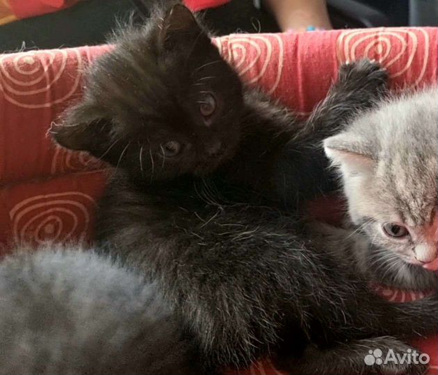 Кошка, котенок в добрые руки