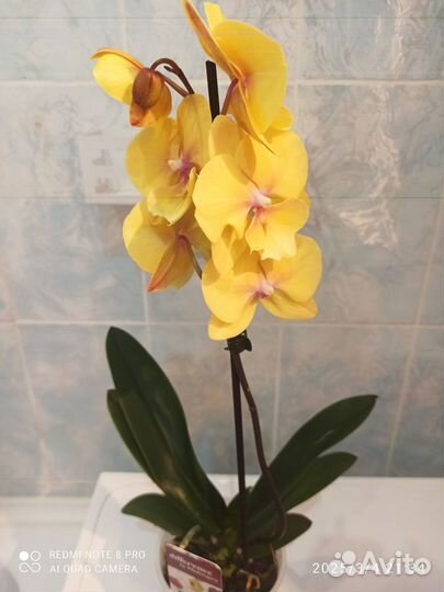 Орхидея фаленопсис Манго Биг лип 1 цветонос 12/45
