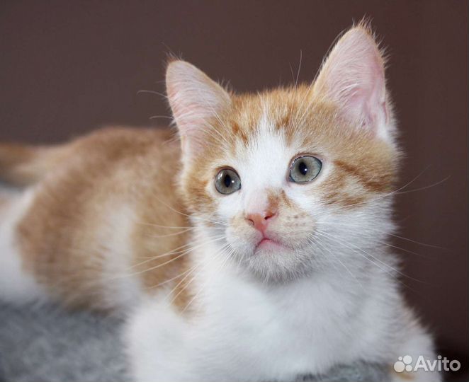 Кошка в дар