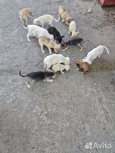 Отдадим щенков в добрые руки