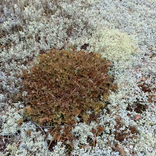 Мох исландский центария