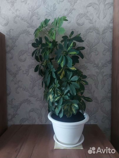 Комнатные цветы шеффлера