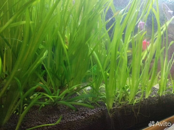 Аквариумные растения валлиснерия